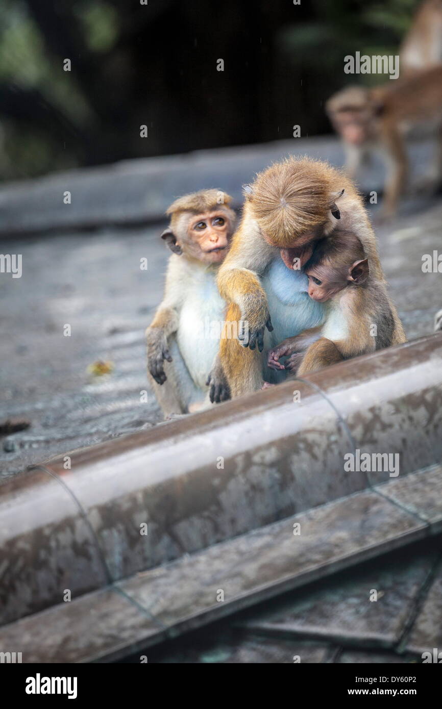 La madre y el bebé monos, Royal Cuevas, Dambulla, Sri Lanka, Asia Foto de stock
