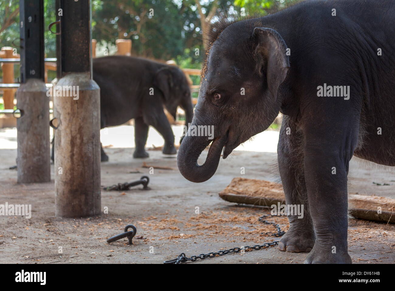 Bebés elefantes (Los Elephantidae) en el Orfanato de Elefantes Pinnewala, Sri Lanka, Asia Foto de stock
