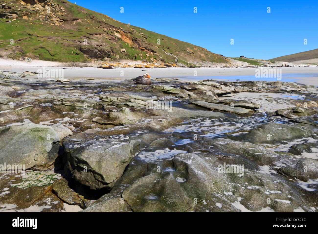 No voladora Steamerduck Falkland (Tachyeres brachypterus), sobre la playa, el cuello, la Isla Saunders, Islas Malvinas, América del Sur Foto de stock