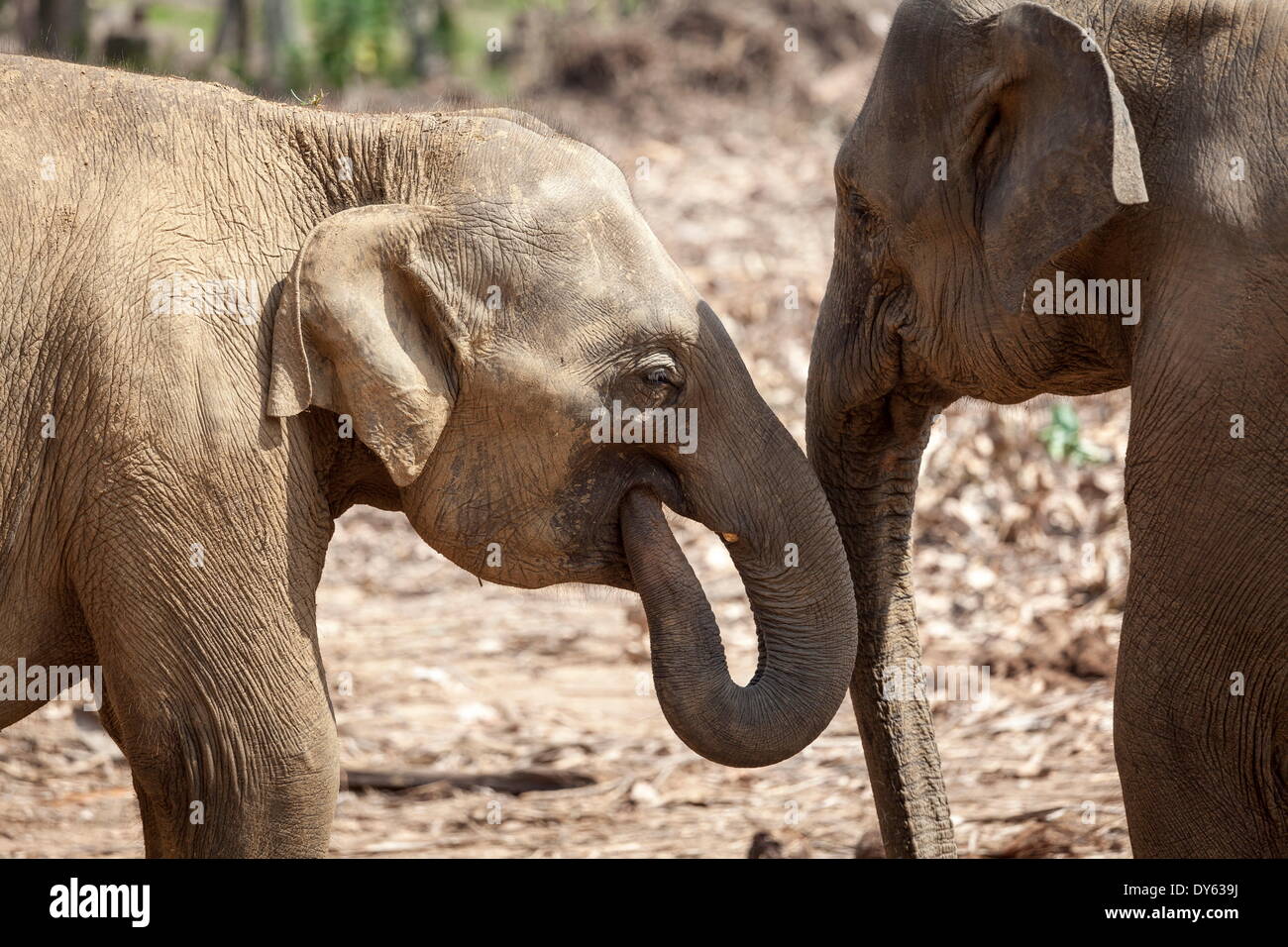 Elefantes jóvenes (Los Elephantidae) jugando con sus troncos, Pinnewala Orfanato de Elefantes, Sri Lanka, Asia Foto de stock