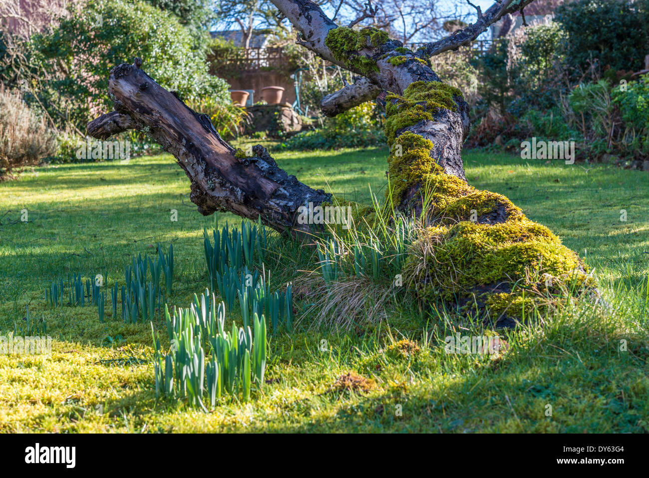 Narcisos creciente en el jardín bajo el viejo árbol de manzanas en la primavera. Primera secuencia de 10 (diez) imágenes fotografiadas durante cinco semanas. Foto de stock