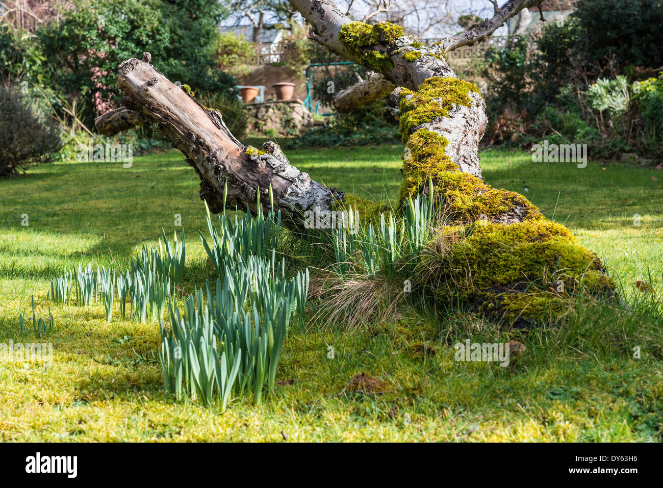 Narcisos creciente en el jardín bajo el viejo árbol de manzanas en la primavera. Segundo de secuencia de 10 (diez) imágenes fotografiadas durante cinco semanas. Foto de stock