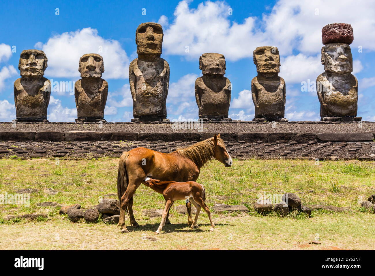 Mare foal de enfermería en el sitio ceremonial restaurado de Ahu Tongariki en la Isla de Pascua (Rapa Nui), la UNESCO Sitio, Chile Foto de stock