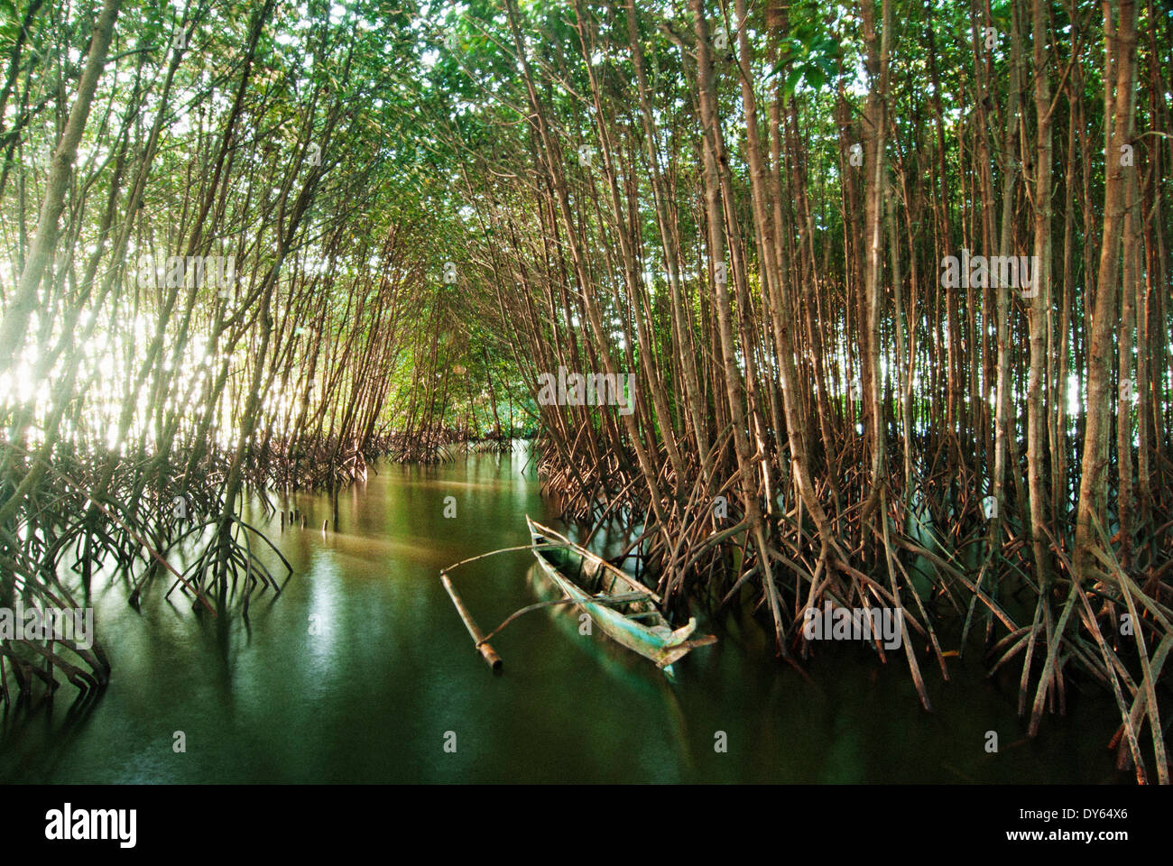 Los manglares en Isla Kapispisan Aquasilviculture reforestación de manglares y proyecto de eco turismo, Kalibo, Aklan, Filipinas, Asia Foto de stock