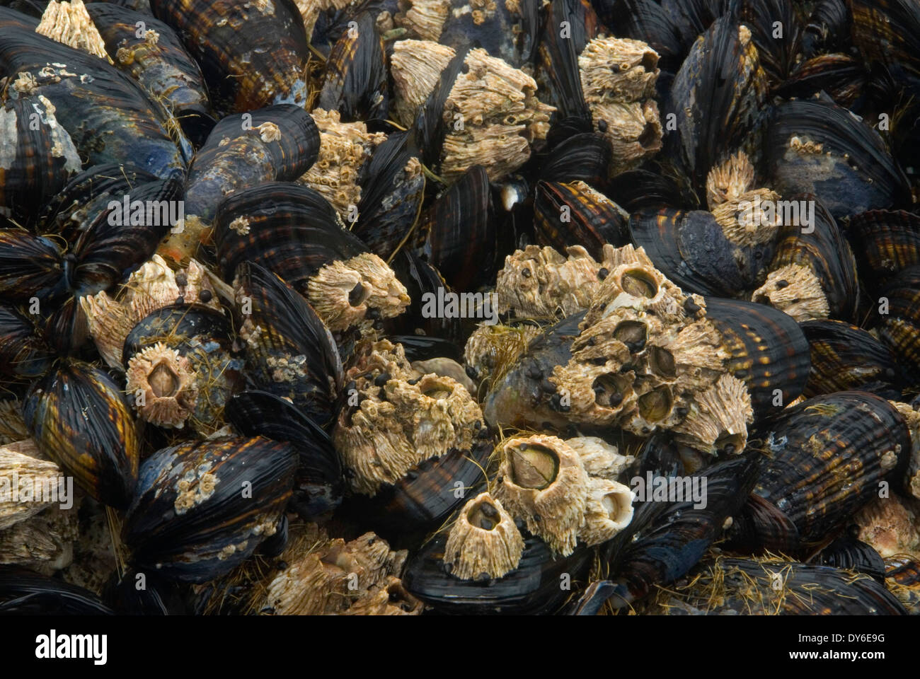 Mejillones y percebes, Bob's Creek State Park, Oregón Foto de stock