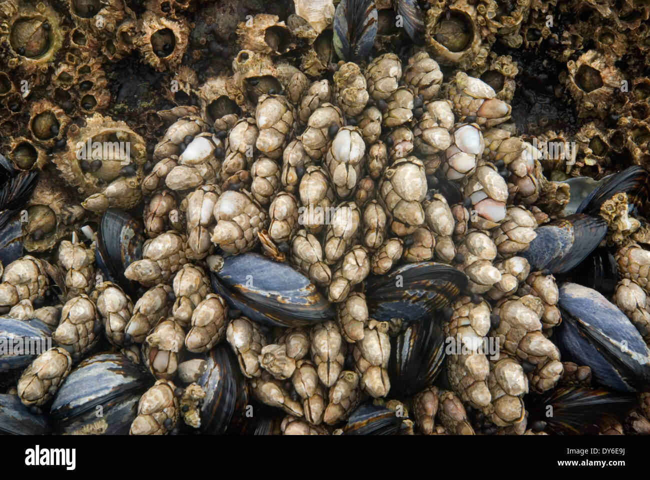 Cuello de cisne de mejillones y percebes, Bob's Creek State Park, Oregón Foto de stock