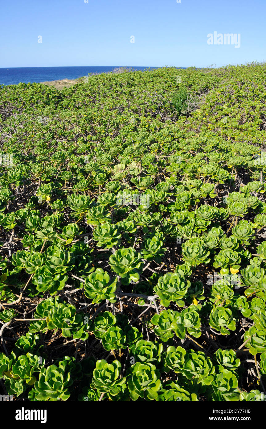 Playa, Scaevola taccada naupaka var. sericea, cubre la arena en Kaena Point, Oahu, Hawaii, EE.UU. Foto de stock