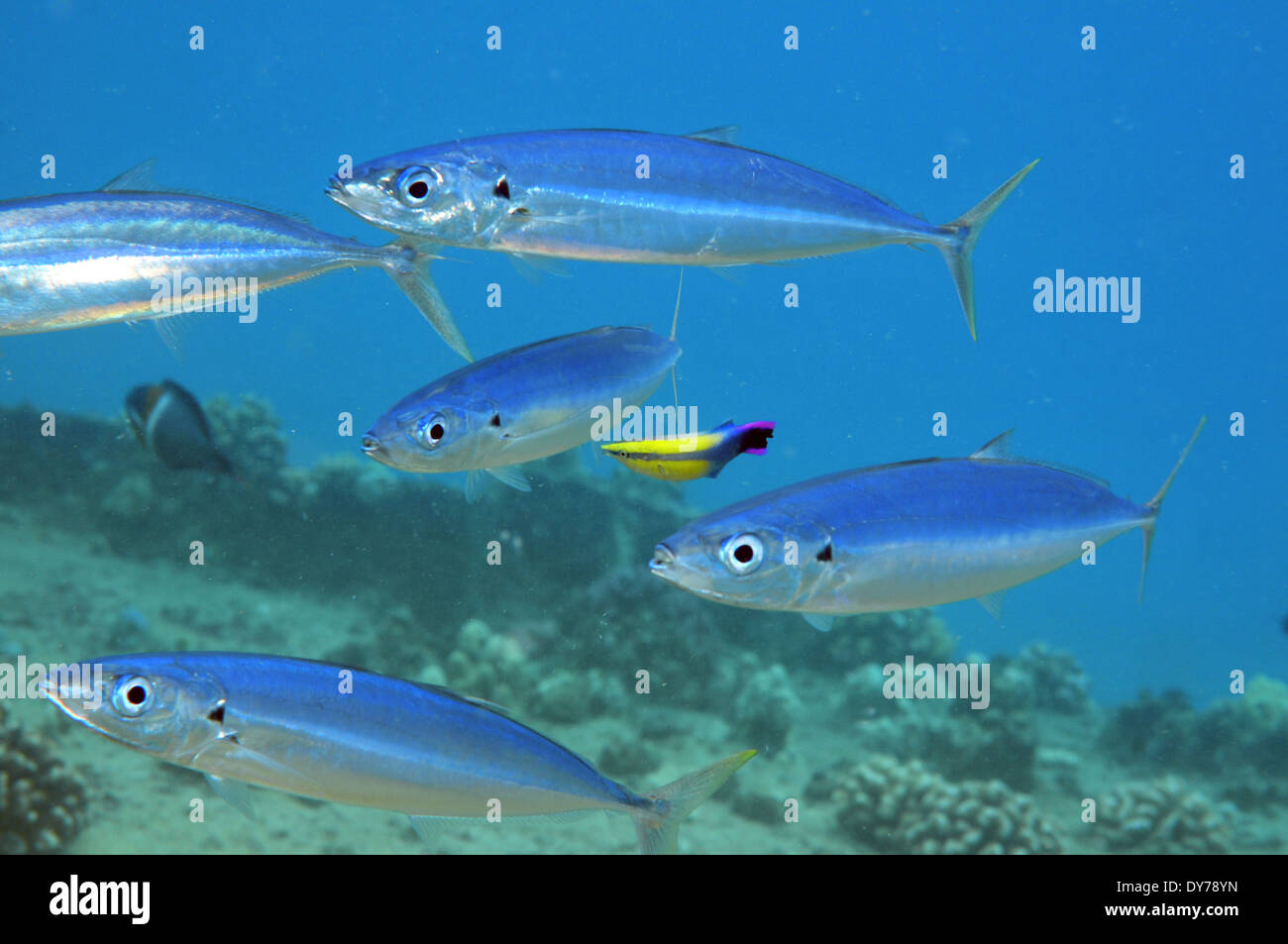 Grupo de macarelas, Decapterus macarellus hawaiano, y endémicas de napoleón, Labroides phthirophagus limpiador, Oahu, Hawaii, EE.UU. Foto de stock