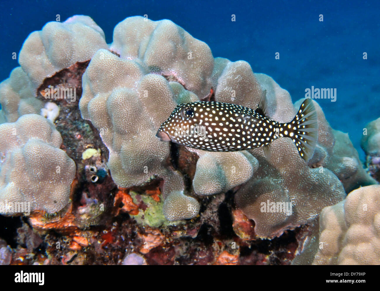 Hembra spotted boxfish, Ostracion meleagris, en arrecifes tropicales, Oahu, Hawaii, EE.UU. Foto de stock