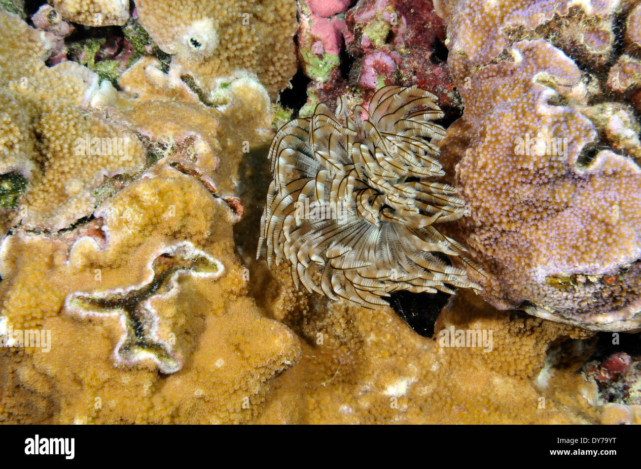 Hydrozoa en arrecifes de coral, Oahu, Hawaii, EE.UU. Foto de stock