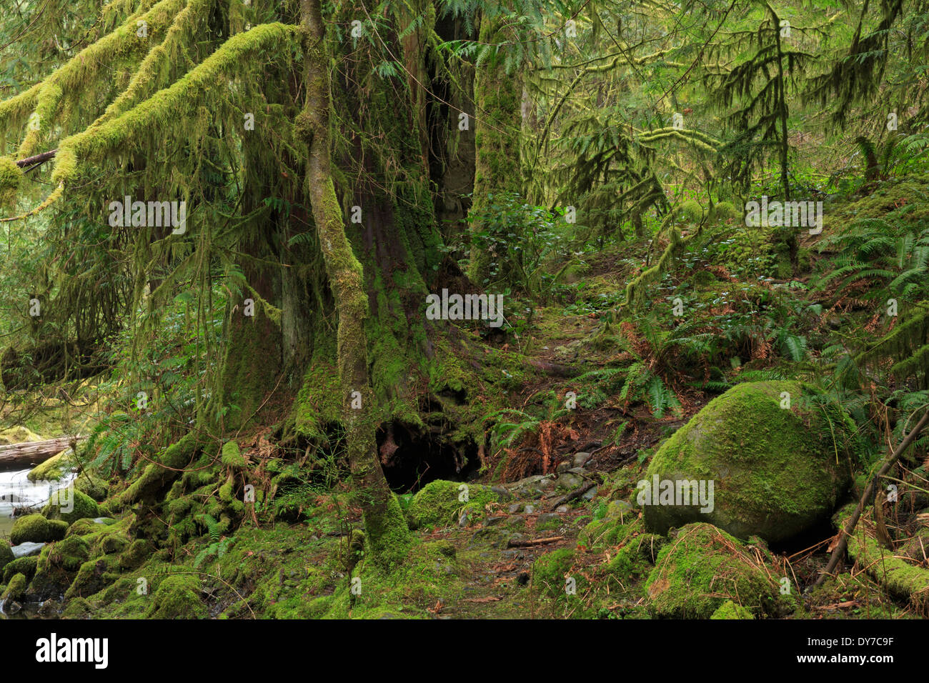 Bosque templado lluvioso canadá fotografías e imágenes de alta ...
