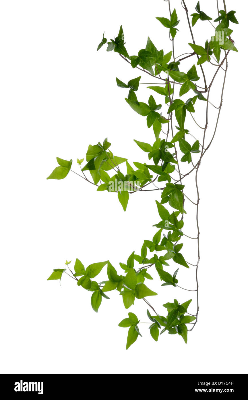 Pocos densa hiedra (Hedera) surge aislado sobre fondo blanco. Ivy reductor tallo con hojas verdes jóvenes. Foto de stock