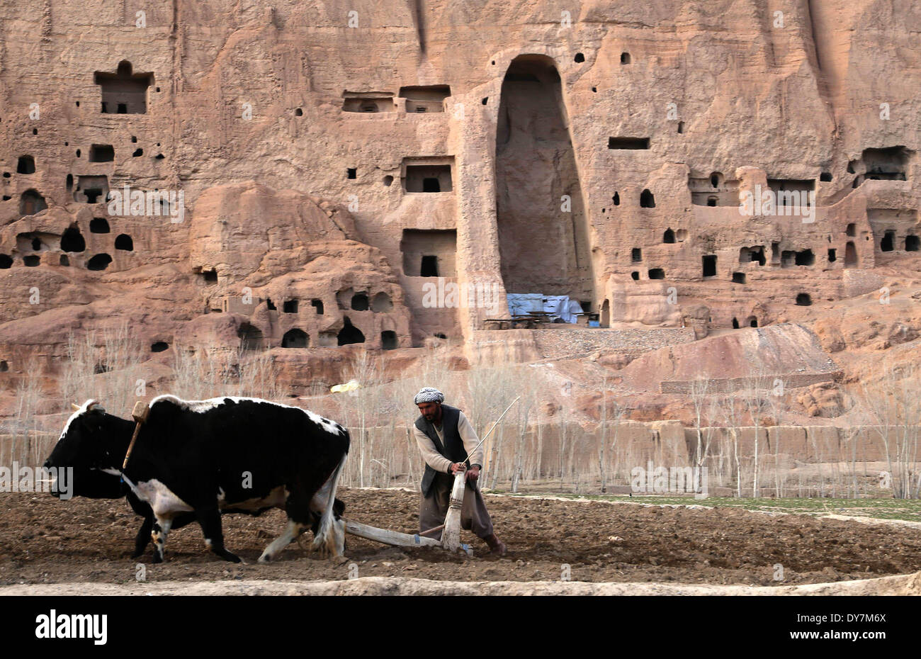 Bamyan, Afganistán. 9 abr, 2014. Un agricultor afgano arados un campo de patatas con vacas en la provincia de Bamyan, Afganistán, el 9 de abril de 2014. © Kamran/Xinhua/Alamy Live News Foto de stock