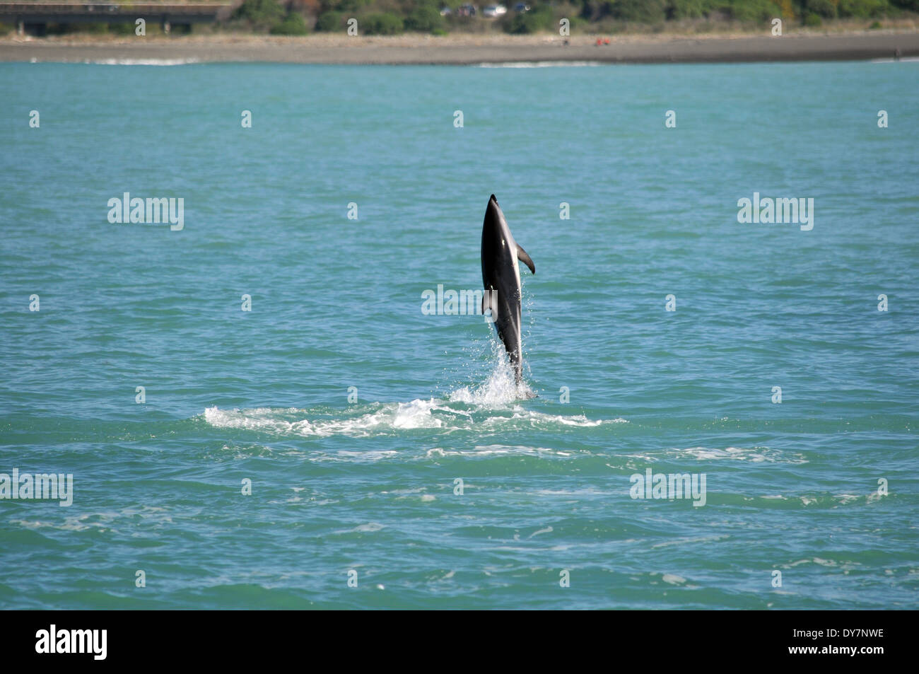 Delfín oscuro, Lagenorhynchus obscurus, saltando, Kaikoura, Isla del Sur, Nueva Zelanda Foto de stock