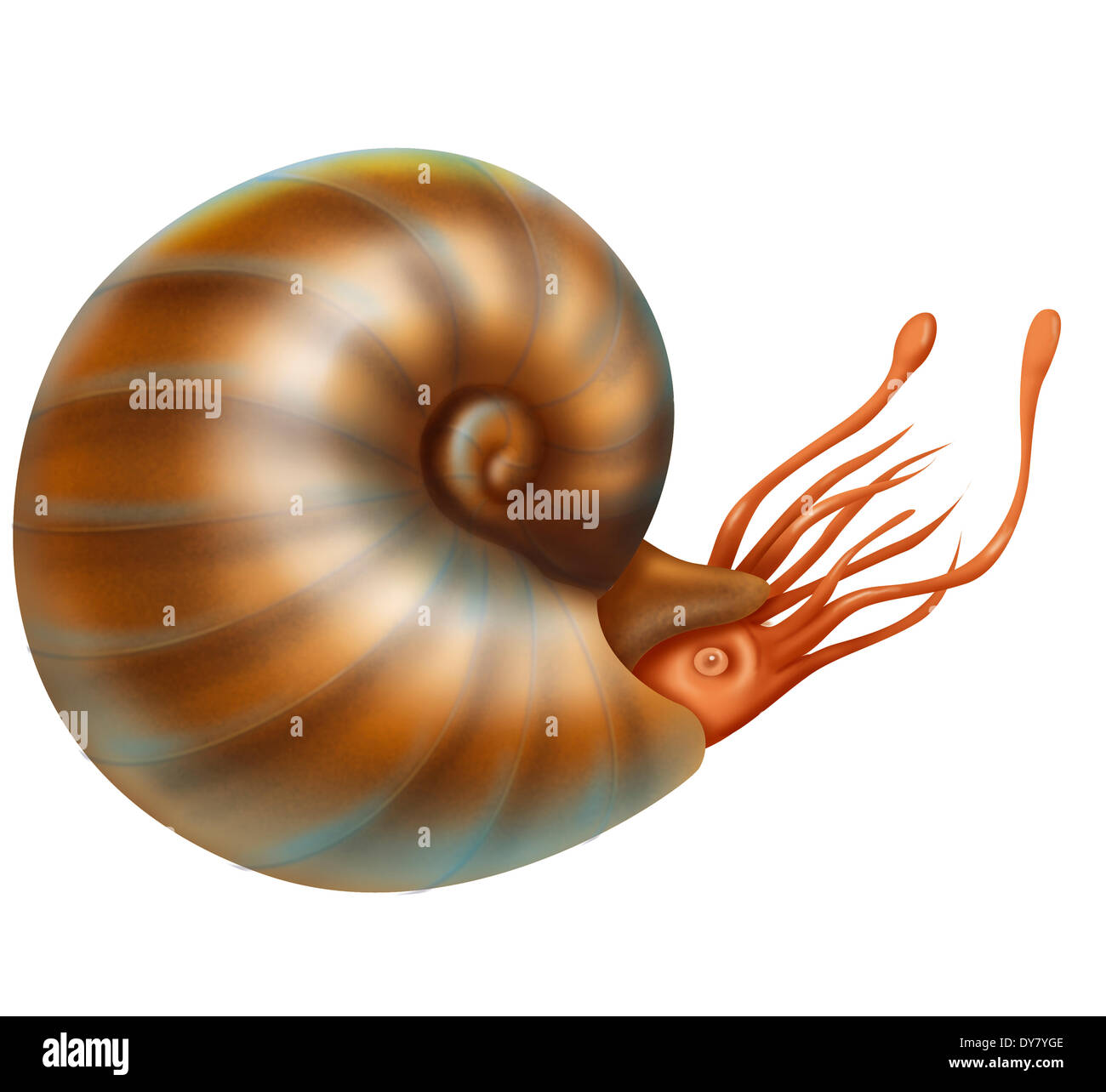 Dibujo de ammonites Foto de stock