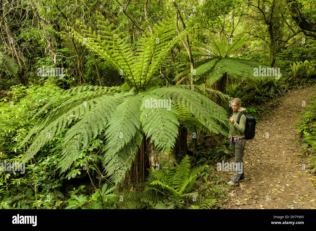 Mujer mira una de las frondas de helechos arborescentes (Cyatheales), sendero para caminatas a través del bosque lluvioso primario, Isla del Norte, Nueva Zelanda Foto de stock