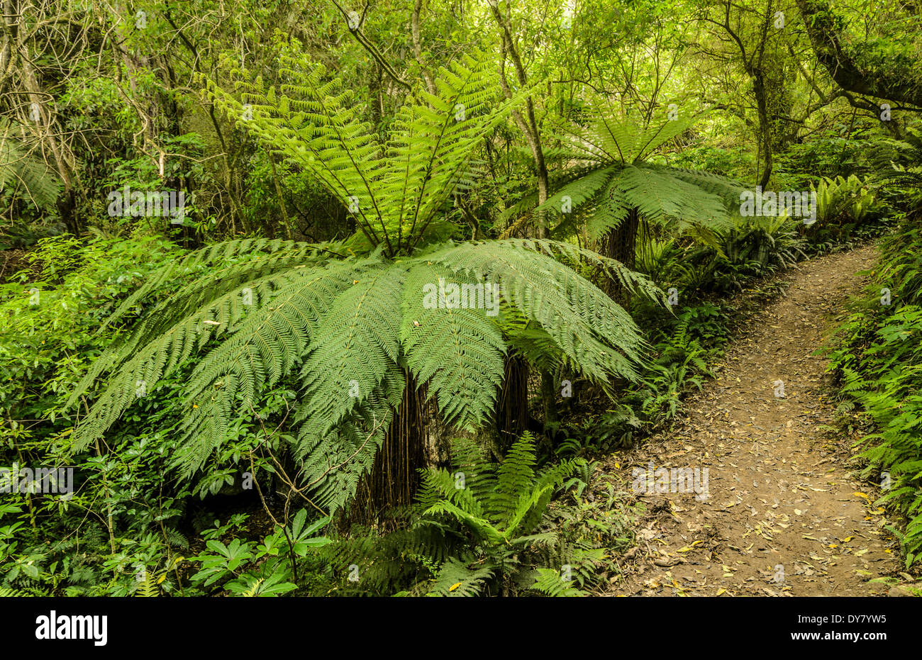 Los helechos arborescentes (Cyatheales) a lo largo de un sendero a través del bosque lluvioso primario, Isla del Norte, Nueva Zelanda Foto de stock