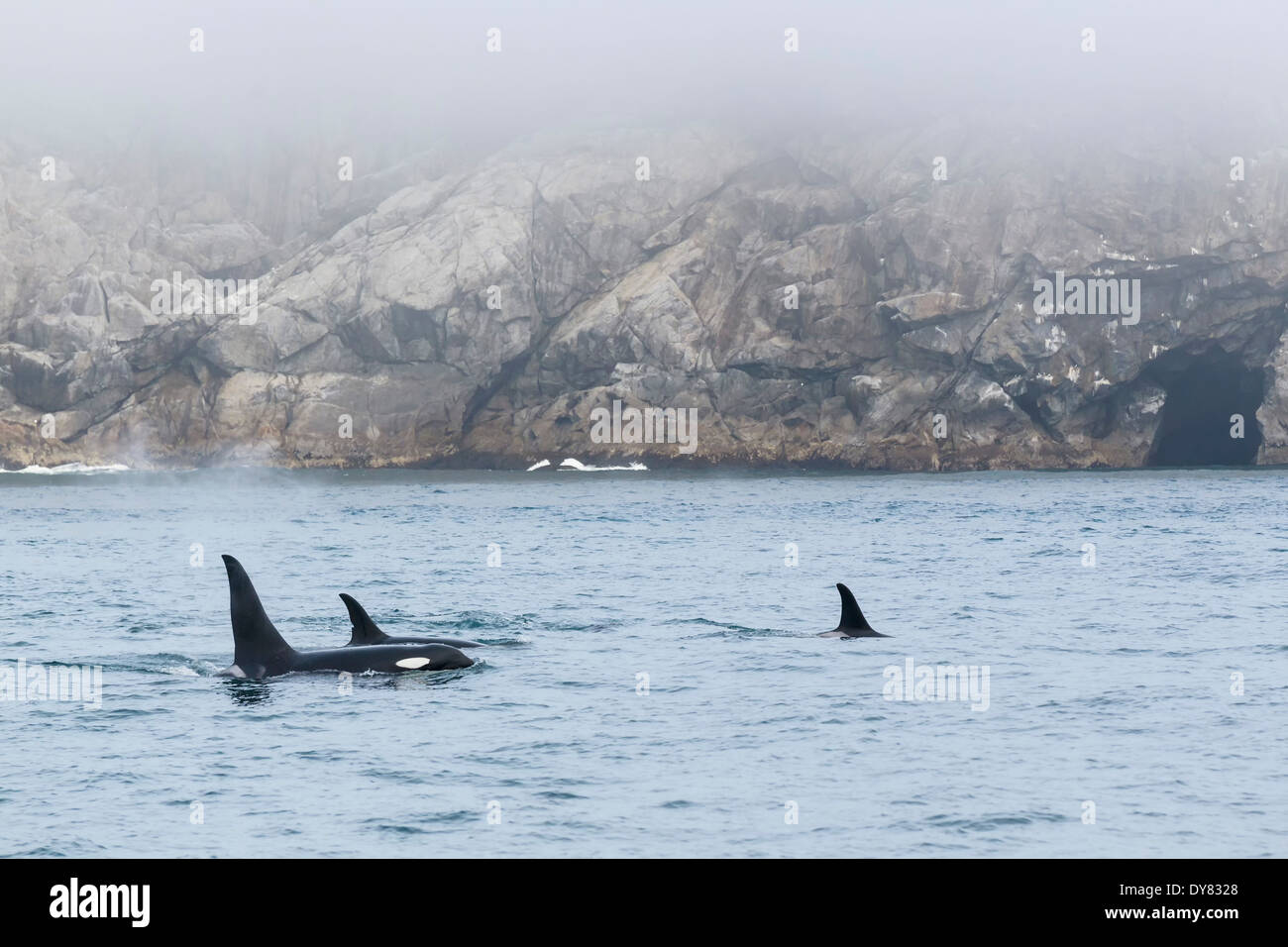 Ee.Uu., Alaska, Seward, Resurrección Bay, aletas dorsales de tres orcas (Orcinus orca) Foto de stock