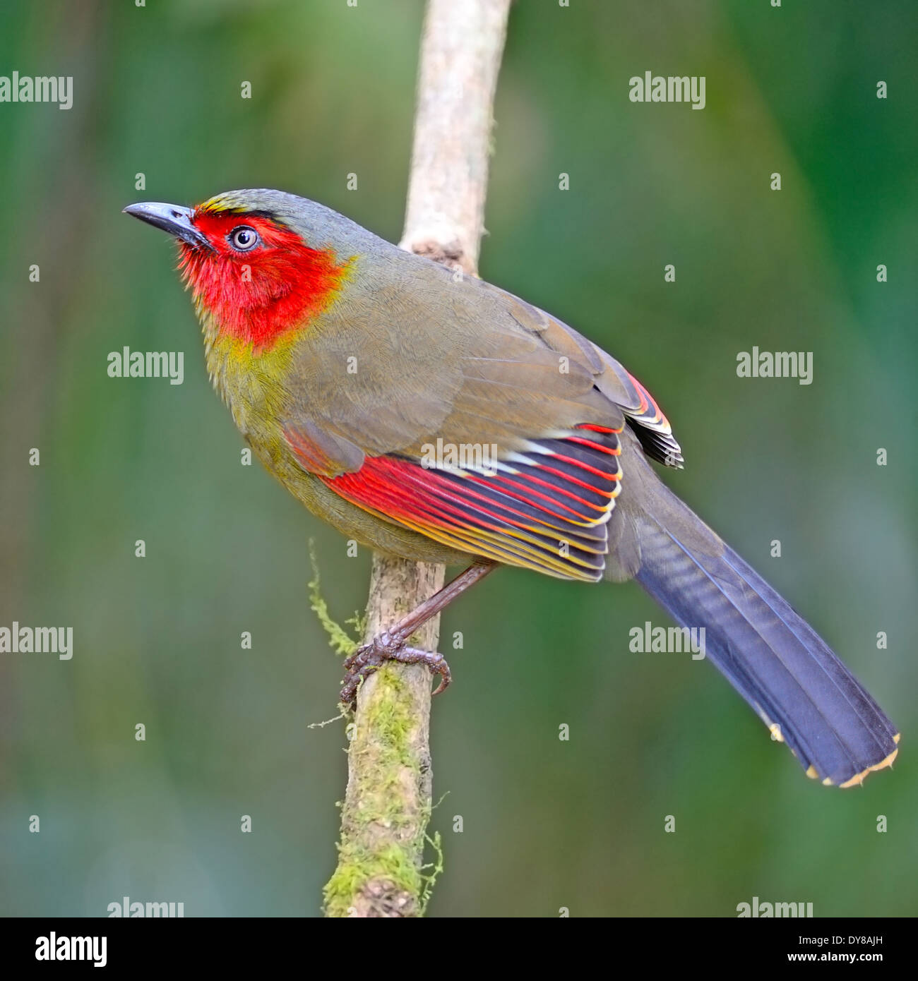 Coloridas aves de cara roja, escarlata-enfrenta Liocichla (Liocichla ripponi), sentado en una rama Foto de stock