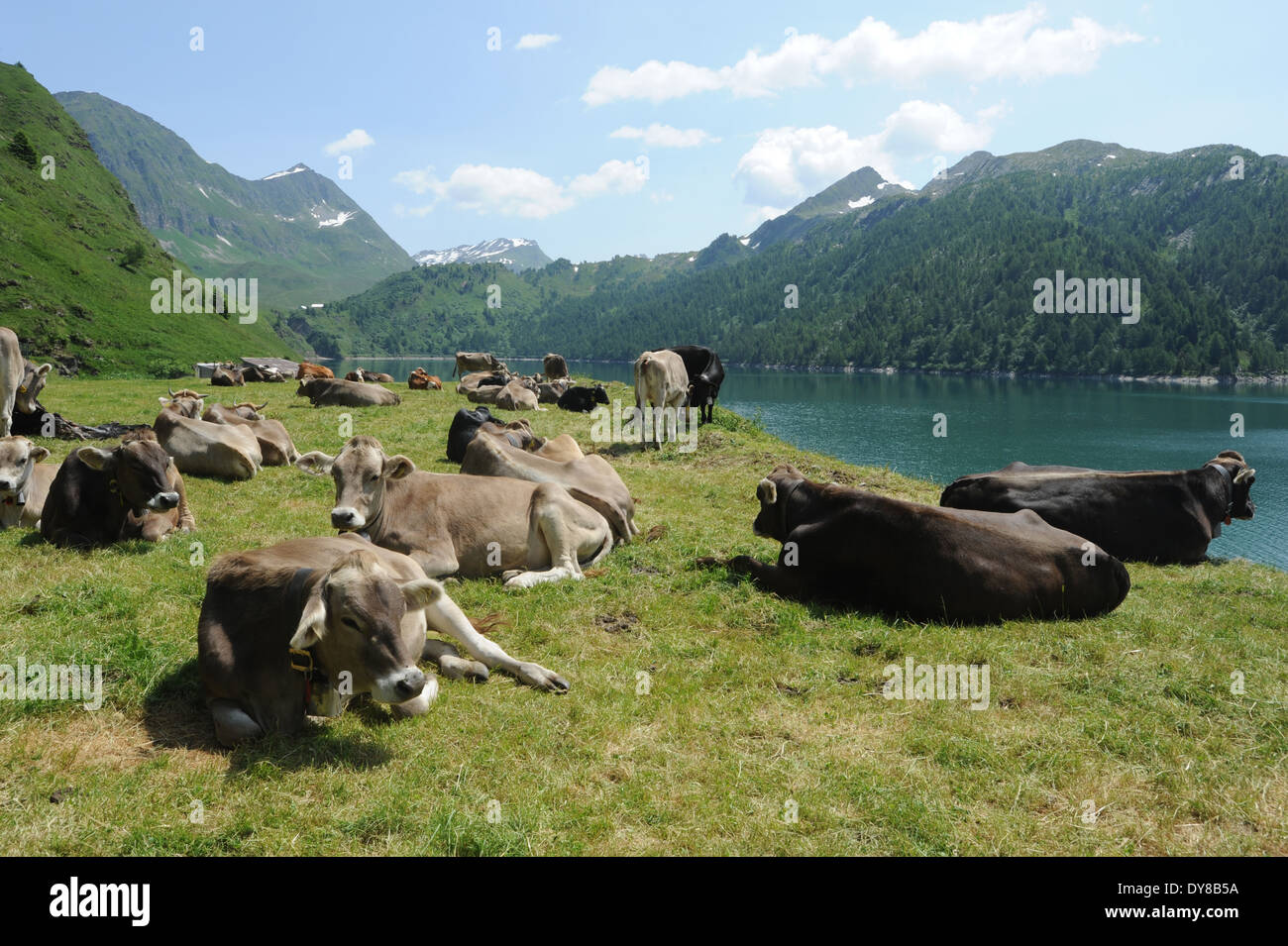 Suiza, Ticino, Ritom, Piora, Lago, vacas, mentira Foto de stock