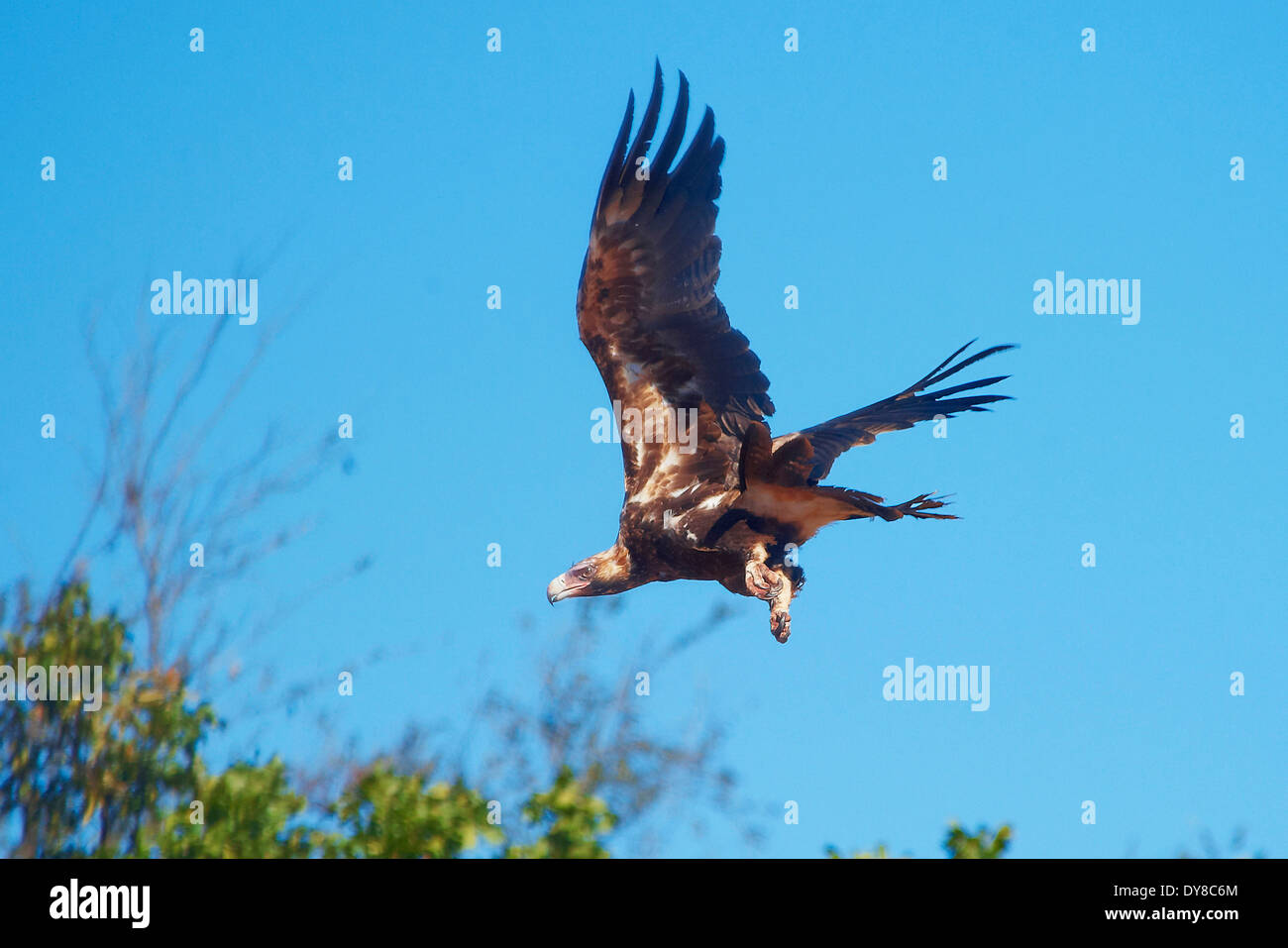 Australia, Borroloola, Territorio del Norte, los animales, las aves, el águila, el vuelo, volar Foto de stock