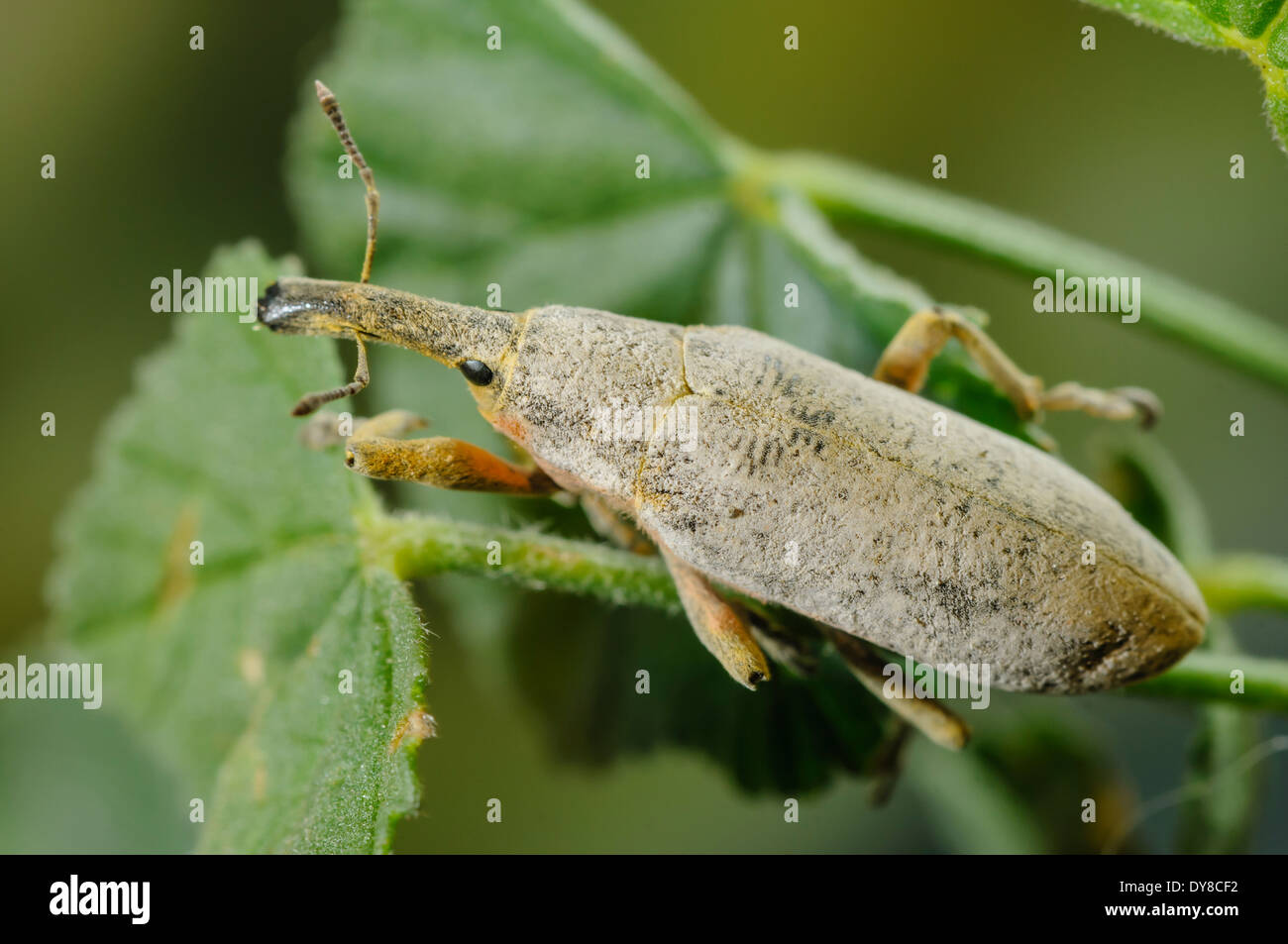 Lixus angustatus macho en Malva sylvestris planta huésped. Foto de stock