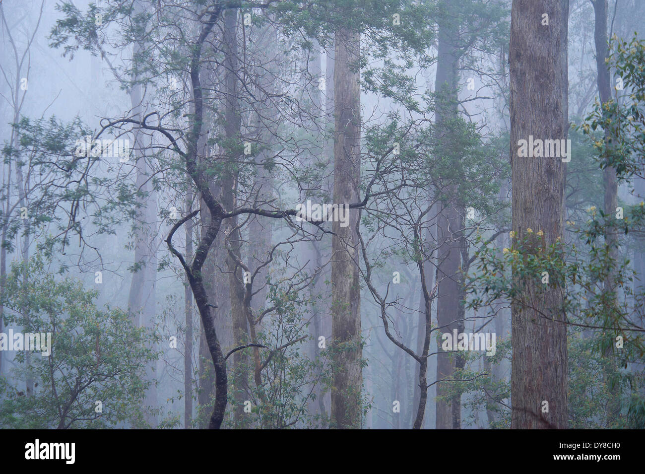 Australia, árboles, niebla, Nueva Gales del Sur, el Sureste, el parque nacional del bosque, la madera, el bosque, Foto de stock