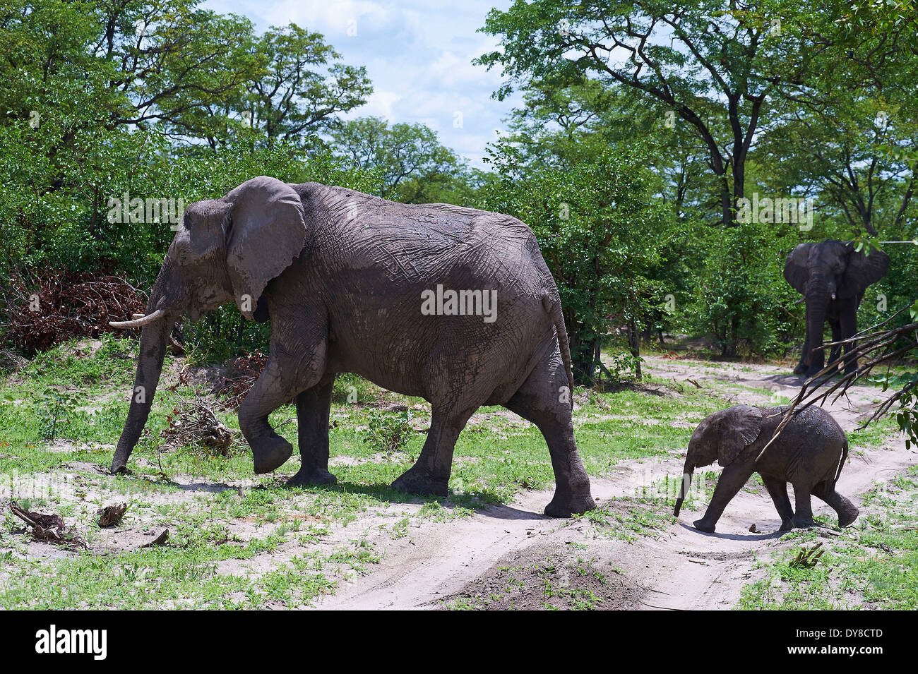 Botswana, África, elefante, Moremi, animales, dos Foto de stock