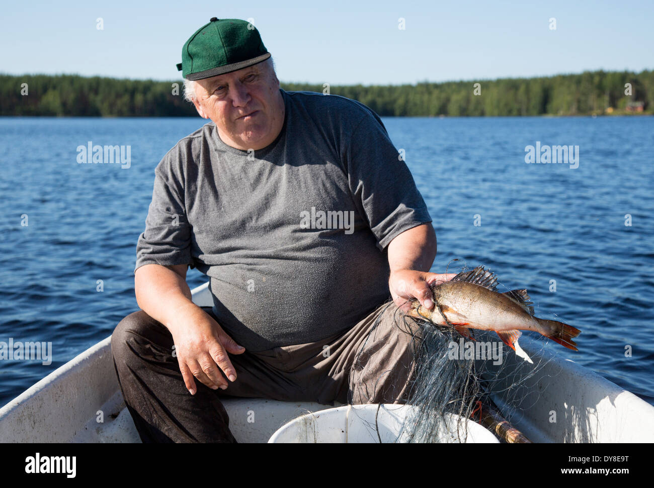 Anciano con una perca europea de agua dulce ( perca fluviatilis ) que fue capturado en una red de pesca, Finlandia Foto de stock