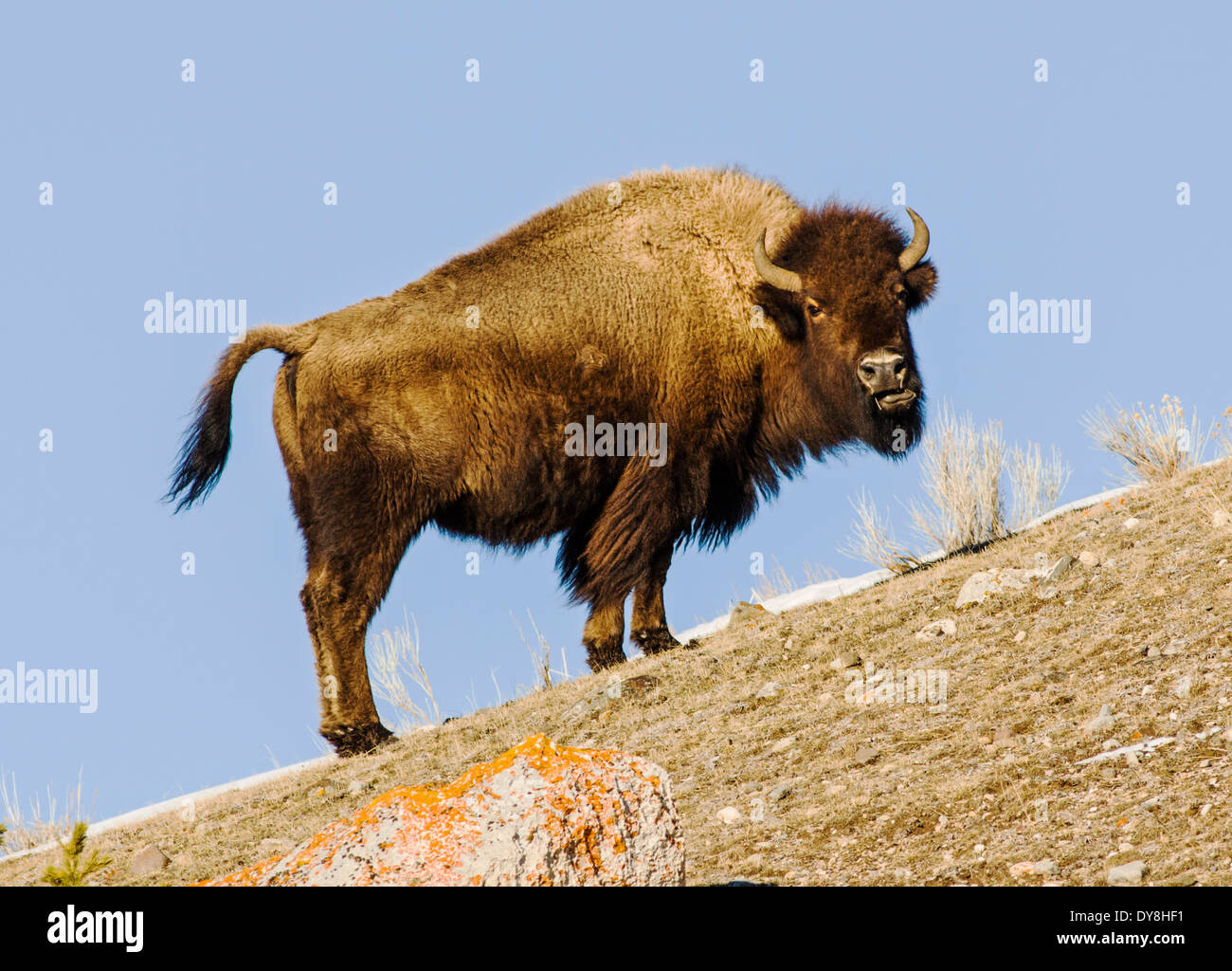 Bisontes americanos, American Buffalo, el Parque Nacional Yellowstone, Wyoming, EE.UU. Foto de stock