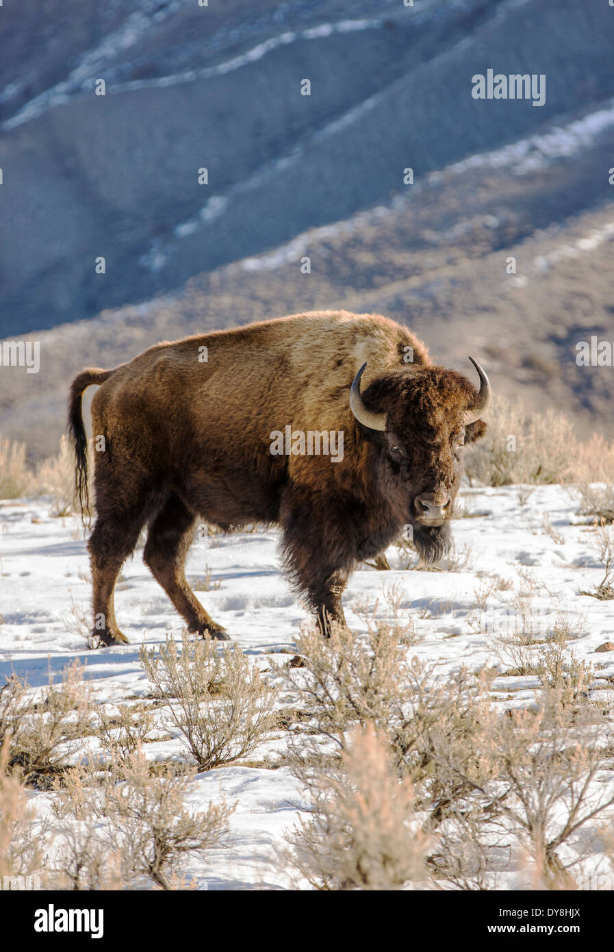 Bisontes americanos, American Buffalo, el Parque Nacional Yellowstone, Wyoming, EE.UU. Foto de stock
