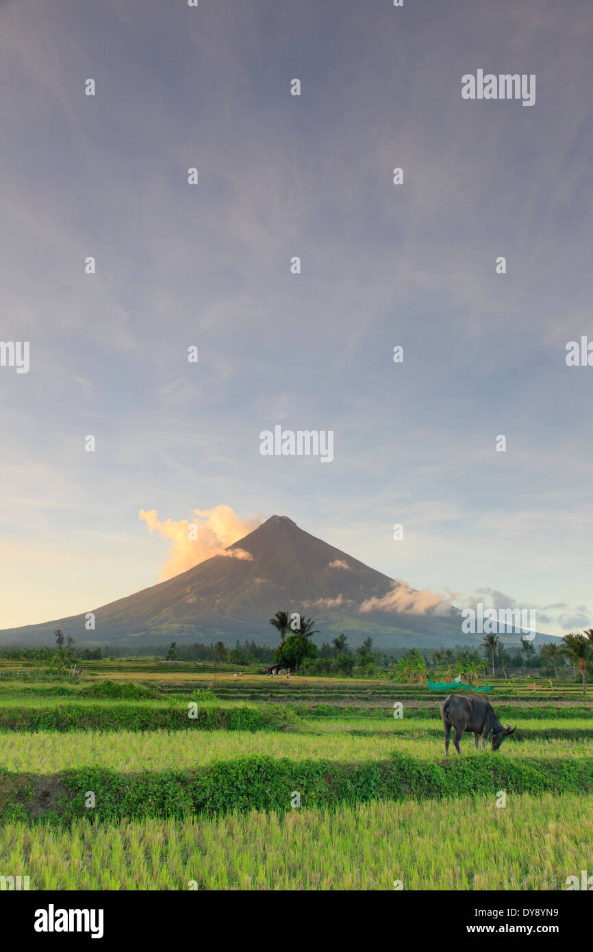 Filipinas, Luzón Souteastern, Bicol, volcán Mayon Foto de stock