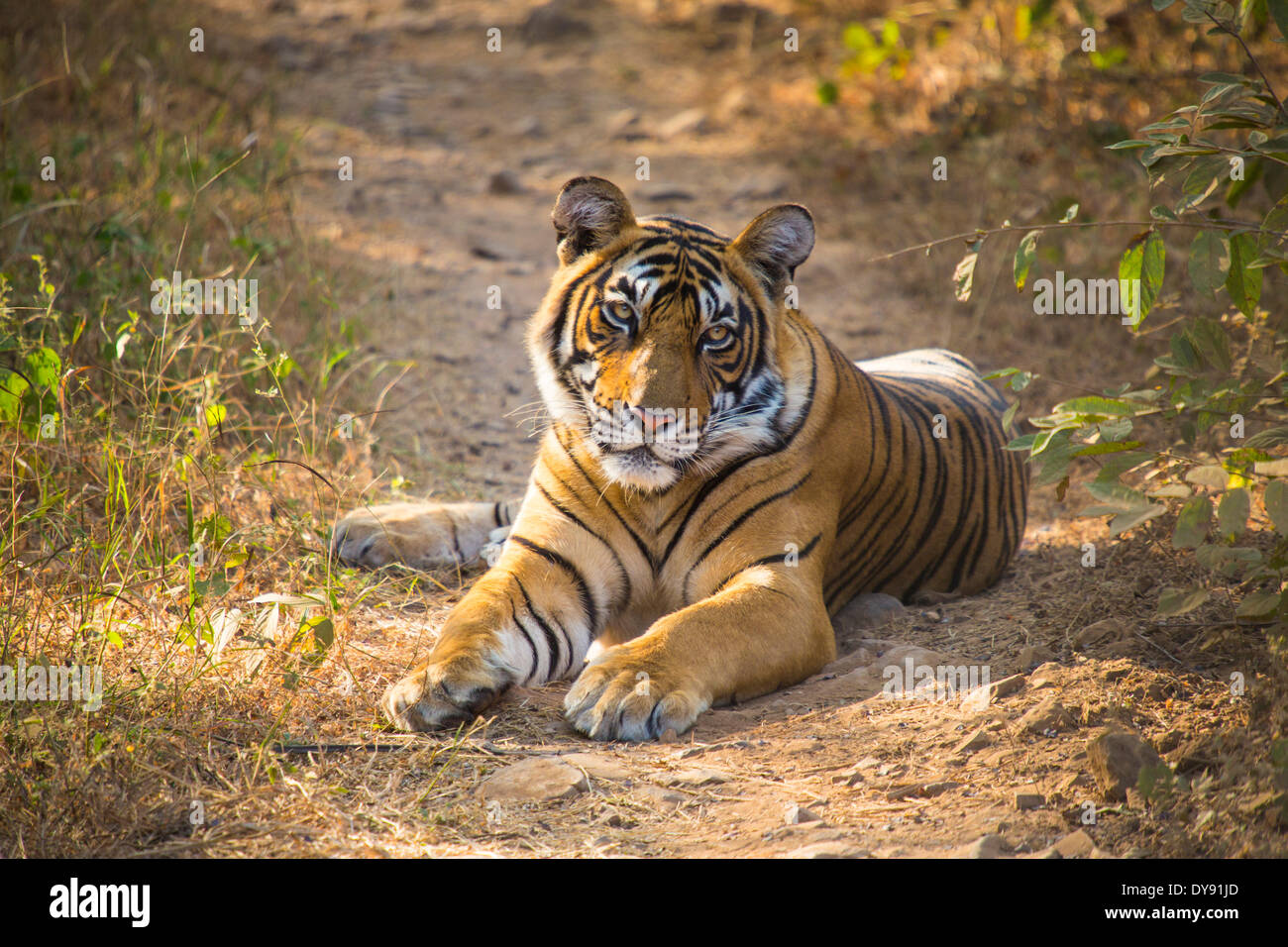 Indian, el tigre, el parque nacional de Ranthambore, en Asia, en la India, Rajastán, animal Foto de stock