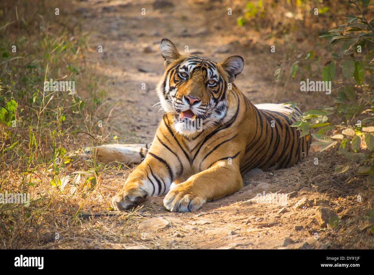 Indian, el tigre, el parque nacional de Ranthambore, en Asia, en la India, Rajastán, animal Foto de stock