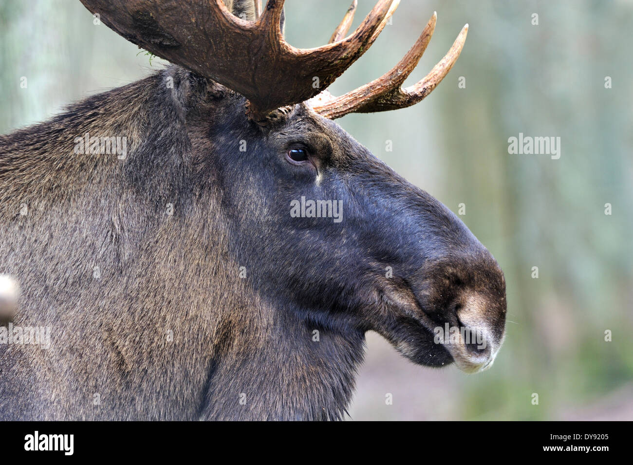 Los alces alces Alces alces Nuevo Mundo venado elk cloven-animal Ungulados ciervo ciervos ciervo europeo moose alce bull elk otoño animal anim Fotografía de stock - Alamy Los alces alces Alces alces Nuevo Mundo venado elk cloven-animal Ungulados ciervo ciervos ciervo europeo moose alce bull elk otoño animal anim Fotografía de stock - Alamy