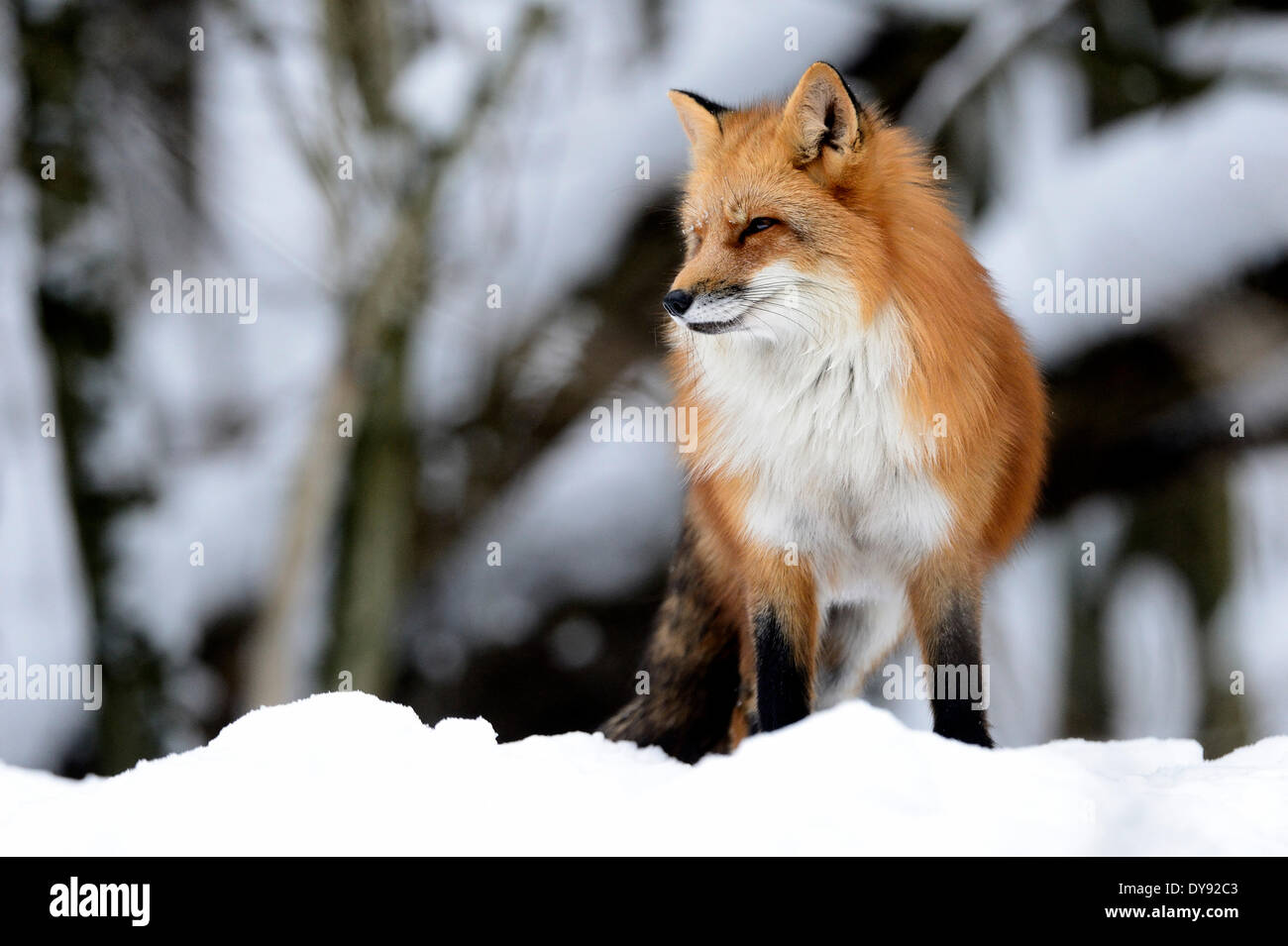 Red Fox, Fox, depredador, cánidos, socarrones, Unión del zorro, Vulpes vulpes, zorros, piel de invierno, nieve, animal, animales, Alemania, Europa, Foto de stock