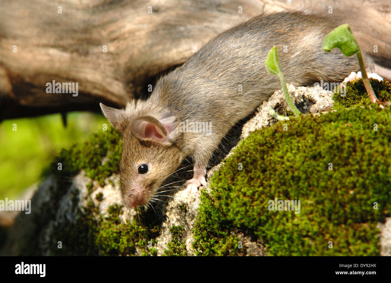 Casa ratón, ratas, ratones, Mus musculus, poco, ratón, animal, animales, Alemania, Europa, Foto de stock