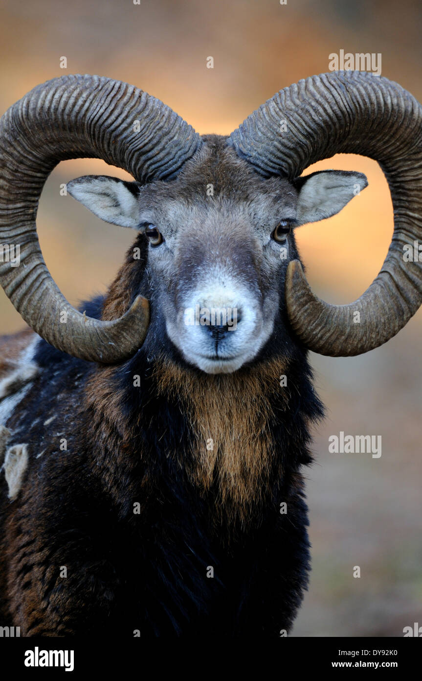 Ram Mufflon mountain sheep Ovis ammon musimon abrigo ovejas ovejas salvajes cabra-antílope cuerno cuernos Mufflons animal animales, Foto de stock