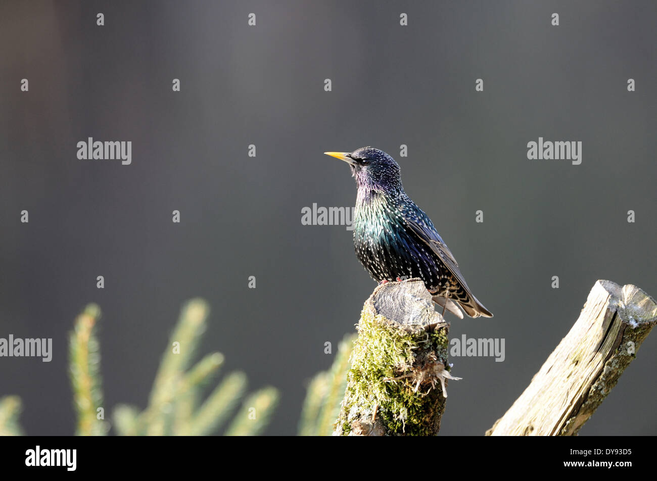 Sturnus vulgaris, Songbird, Sumus, Starling, estorninos, aves, aves canoras, muelle, animal, animales, Alemania, Europa, Foto de stock