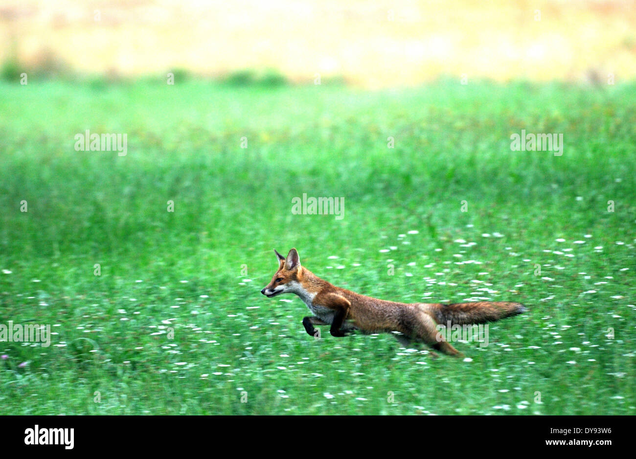 Red Fox fox depredador cánidos crafty Unión zorro Vulpes vulpes zorros joven campo de grano maizal saltando animal animales Germà Foto de stock