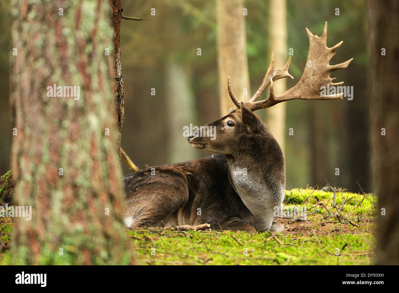 Gamo deer stags stag cloven-animal de pezuña cornamenta de cérvidos Dama dama inusual bosque otoñal animal animales Alemania Euro Foto de stock