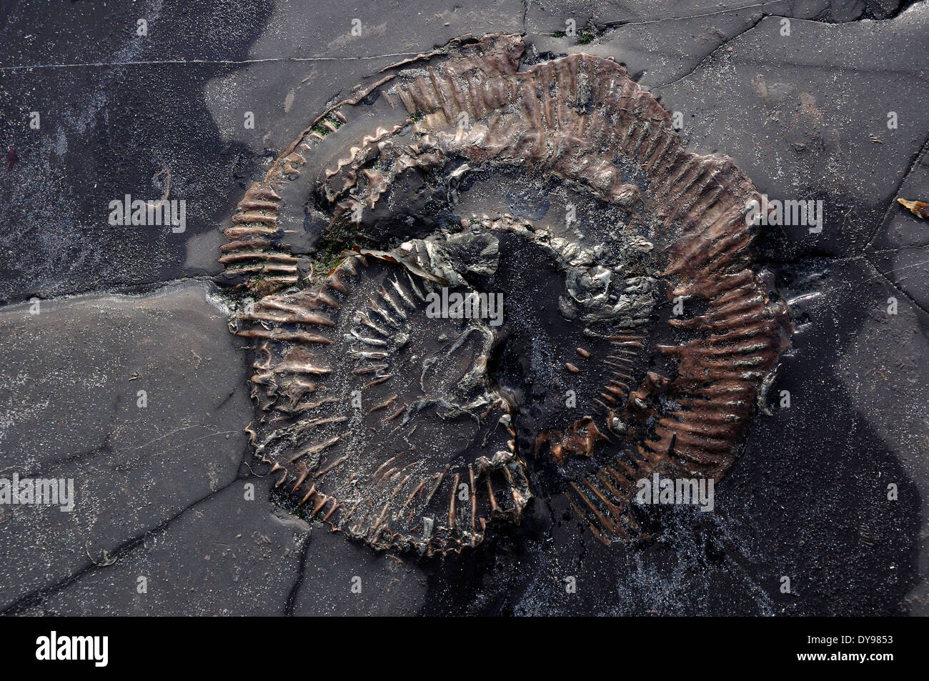 Una huella fósil de ammonites UK Foto de stock