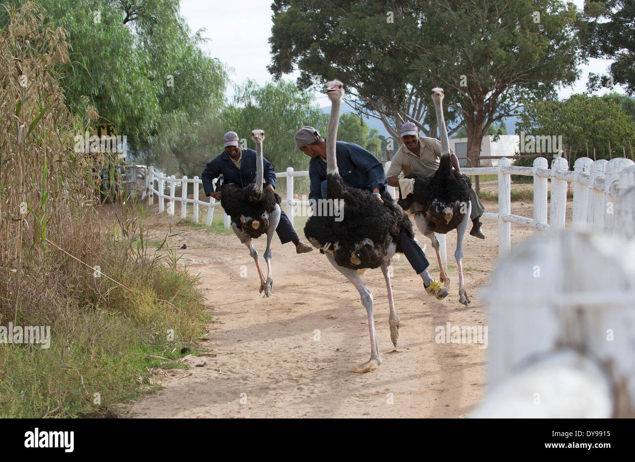 Carreras de avestruces fotografías e imágenes de alta resolución - Alamy