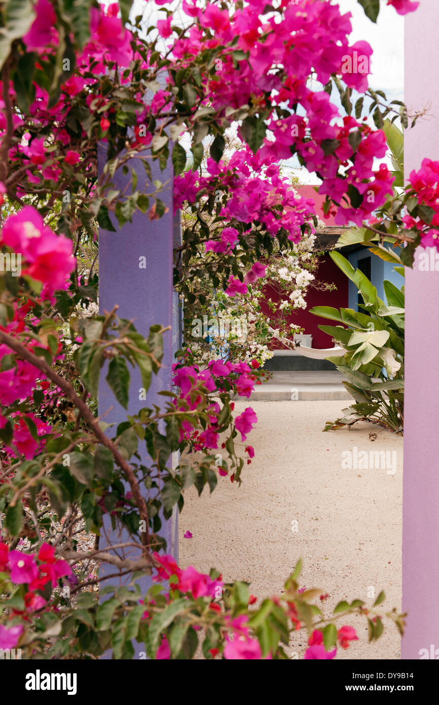 Buganvillas rosas en el patio del hotel boutique de México Hotelito Foto de stock