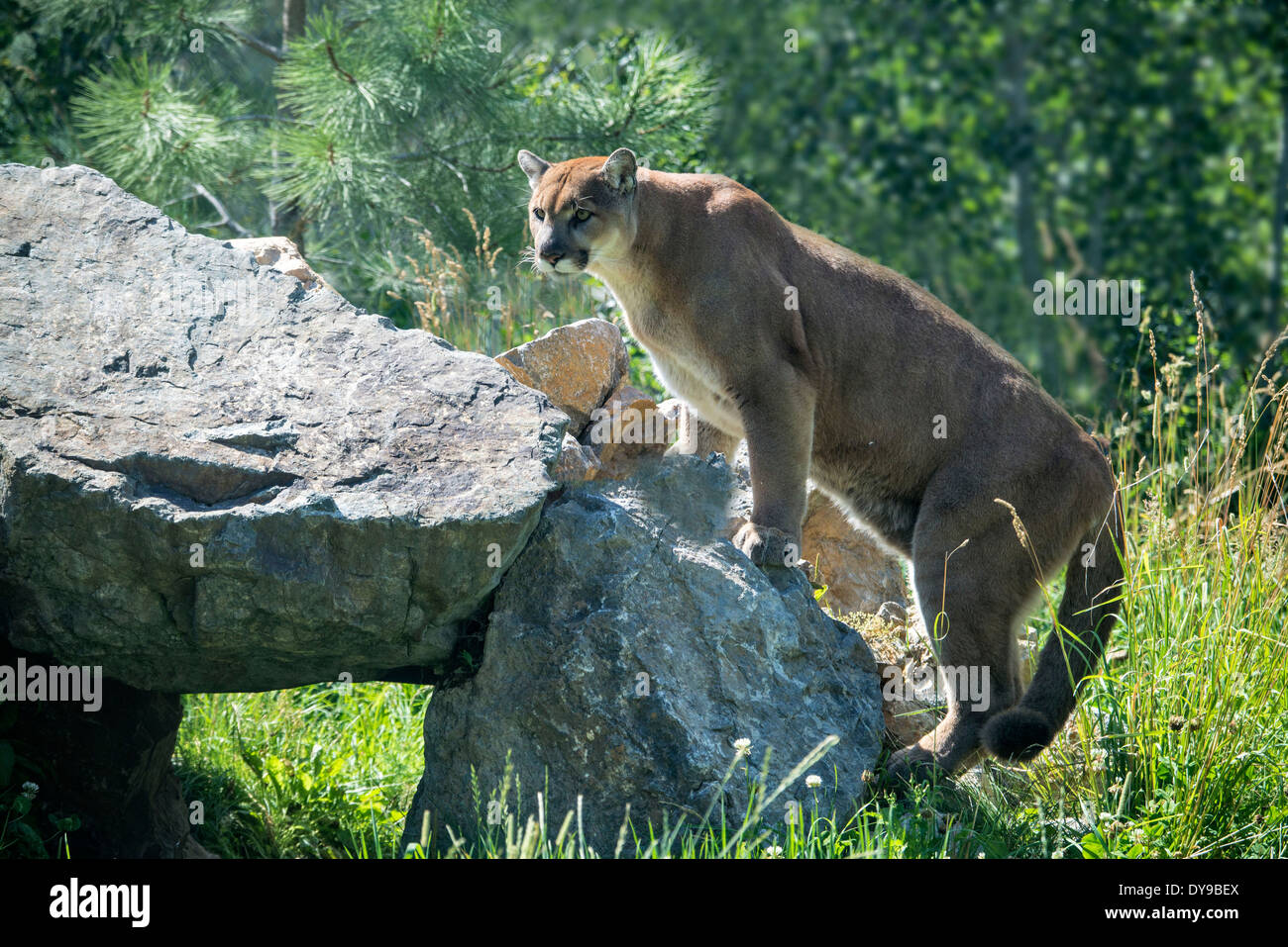 El puma, Felis concolor, animal, pradera, USA, Estados Unidos, América  Fotografía de stock - Alamy