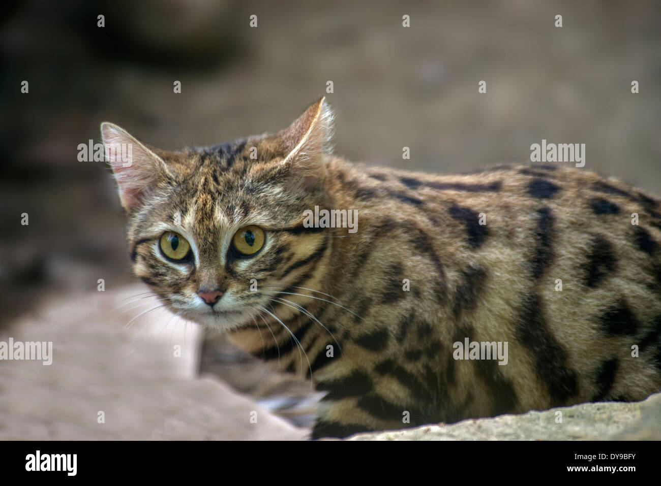 Negro-footed cat, felis nigripes, más pequeño gato africano, gato, animal Foto de stock