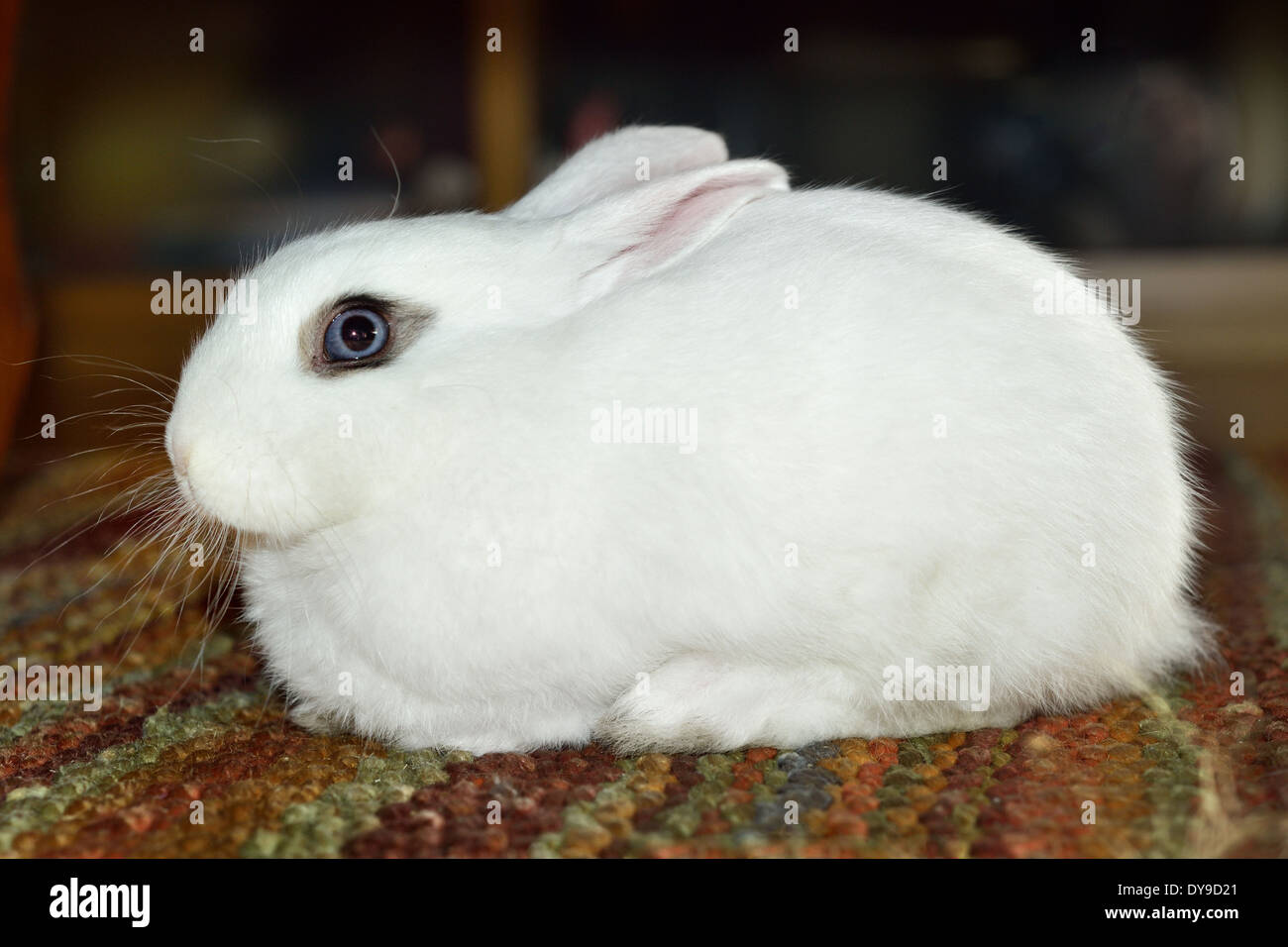 Enano conejo polaco en cuclillas sobre la alfombra. Foto de stock
