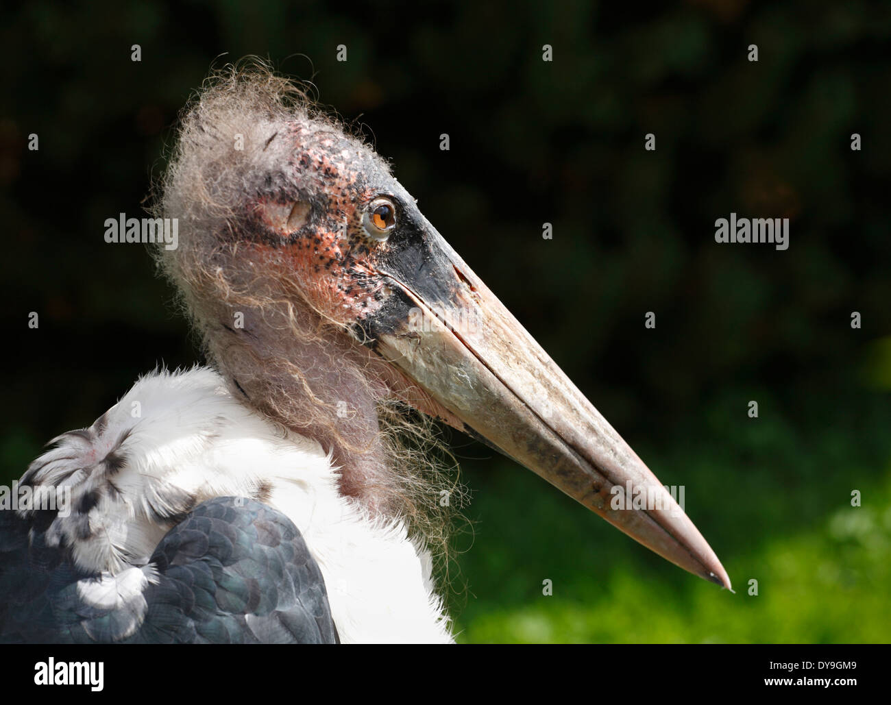 Leptoptilos crumeniferus Marabou Stork. Foto de stock