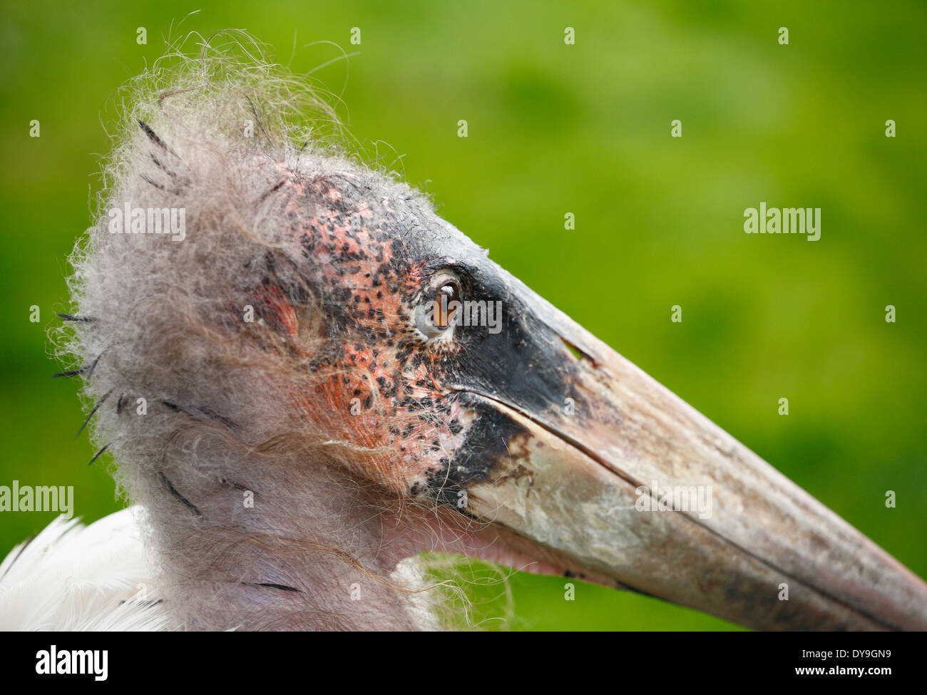 Leptoptilos crumeniferus Marabou Stork. Foto de stock