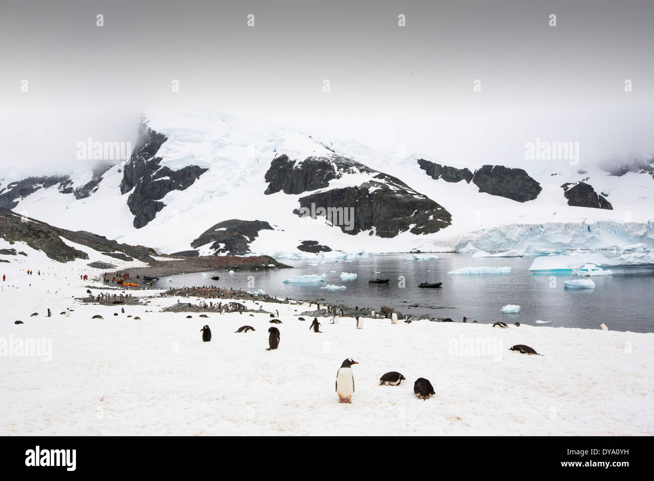 Los icebergs oof Curverville Island en la Antártida Peninsular, que es uno de los lugares de calentamiento más rápido en el planeta. Foto de stock